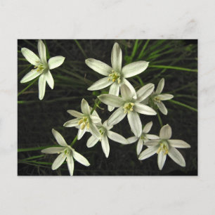Carte postale Star of Bethlehem