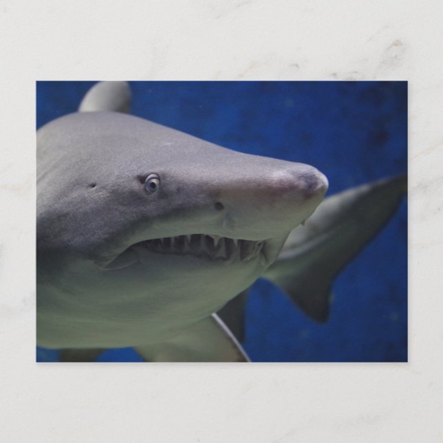 Carte Postale Stare De Requin, Nage De Requin, Closeup Visage (Devant)