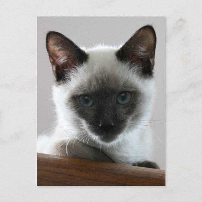 Carte Postale Stare siamois (Devant)