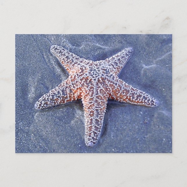 Carte postale Starfish (Devant)