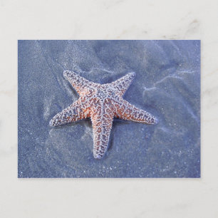 Carte postale Starfish