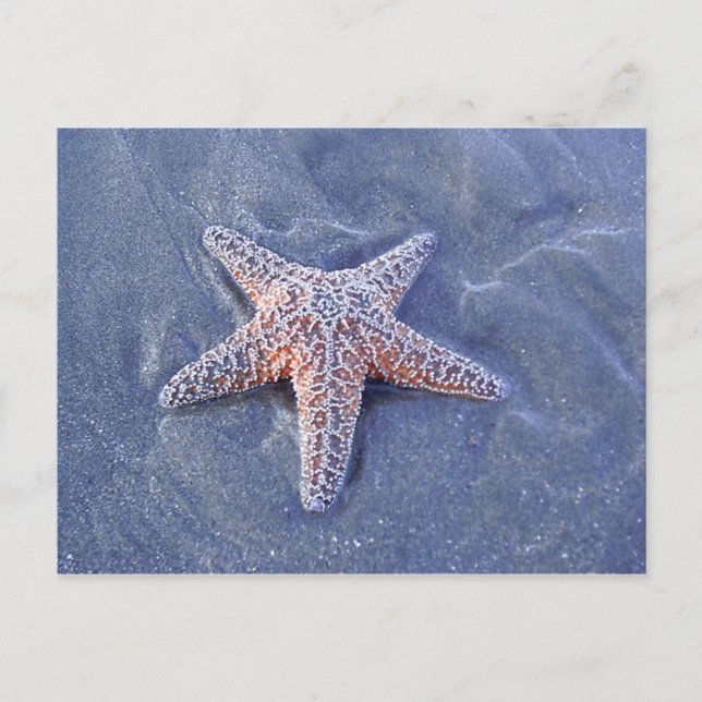 Carte postale Starfish (Devant)