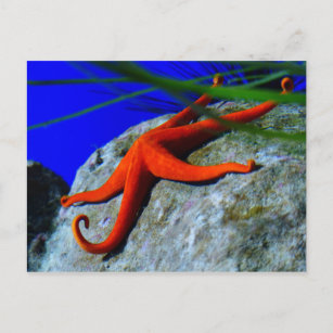 Carte Postale starfish-452926 PHOTOGRAPHIE DE STARFISH ROUGE CLA