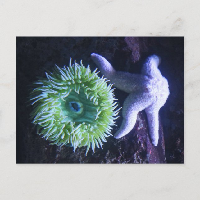 Carte Postale Starfish & Anemone (Devant)
