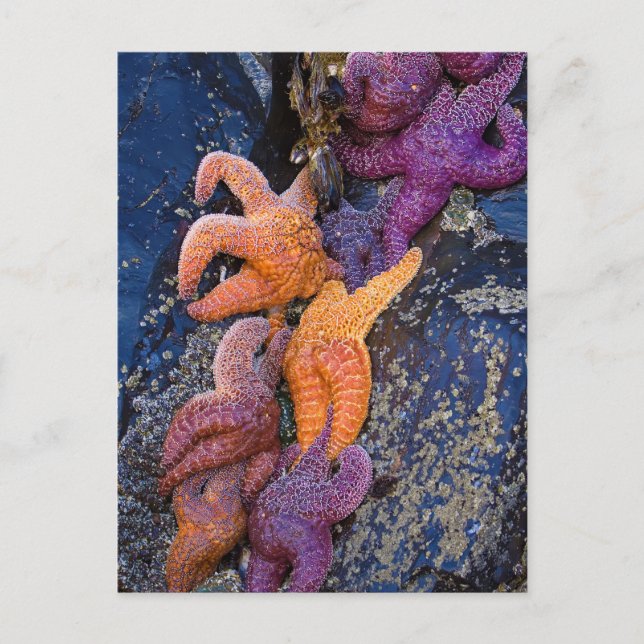Carte Postale Starfish Pisaster Ochraceus & Ochre Sea Star (Devant)