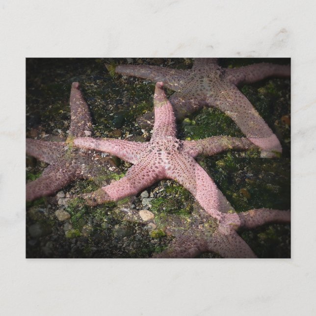 Carte postale Starfish rose (Devant)