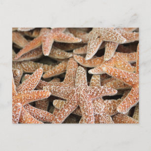Carte Postale Starfish Sea Star
