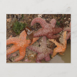 Carte Postale Starfish/Sea Stars à Cannon Beach, OU, Photo 4