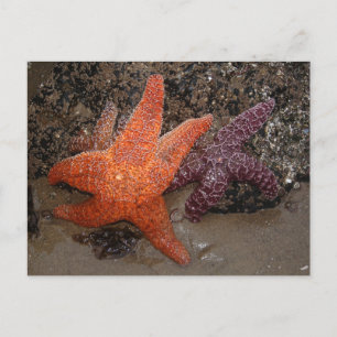 Carte Postale Starfish/Sea Stars, Cannon Beach OU, Photo 1