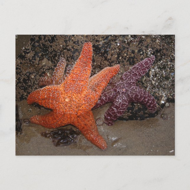 Carte Postale Starfish/Sea Stars, Cannon Beach OU, Photo 1 (Devant)