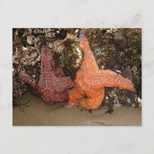 Carte Postale Starfish/Sea Stars, Cannon Beach OU, Photo 3