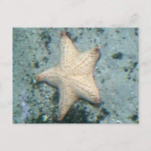 Carte Postale Starfish Sous-marin