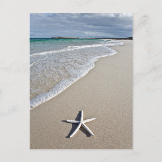 Carte Postale Starfish Sur Une Plage Éloignée (Devant)