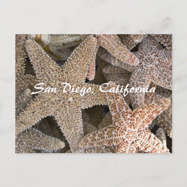 Carte Postale Starfish tout autour, San Diego, Californie (Devant)