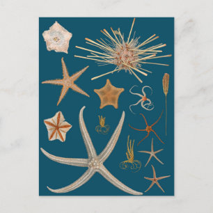 Carte Postale Starfish vintage
