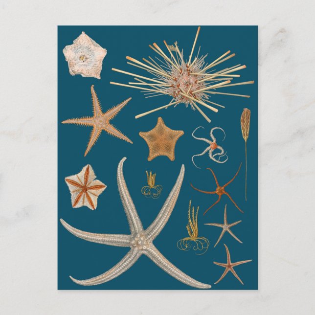 Carte Postale Starfish vintage (Devant)