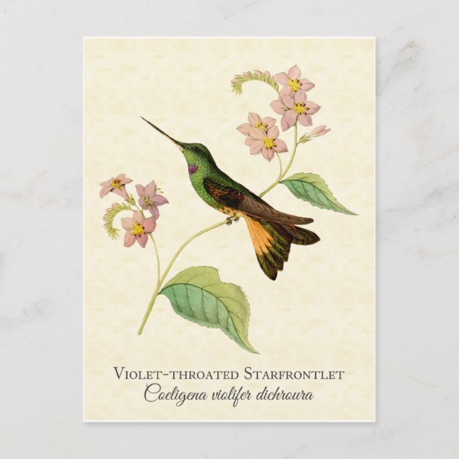 Carte postale Starfrontlet Hummingbird Art (Devant)