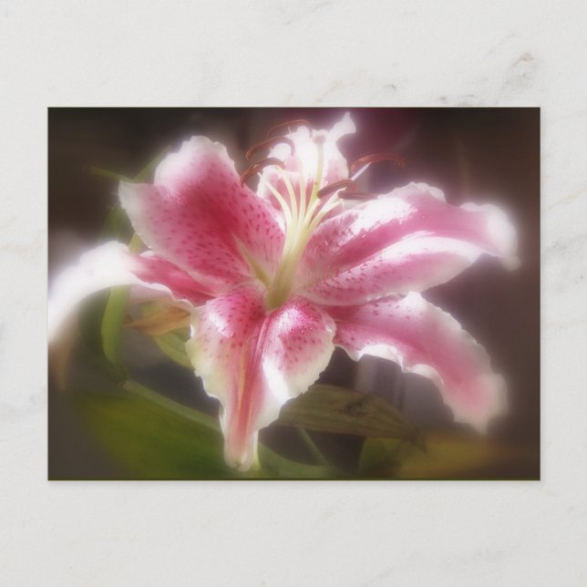 Carte Postale Stargazer Lilies #14 (Devant)