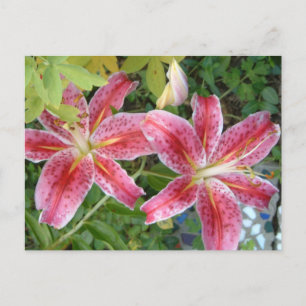 Carte Postale Stargazer Lilies Jardin Floral