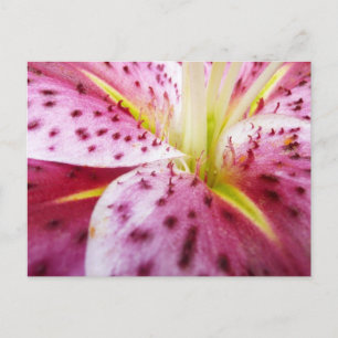 Carte Postale Stargazer Lily brillant Magenta Floral