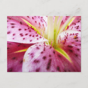 Carte Postale Stargazer Lily brillant Magenta Floral