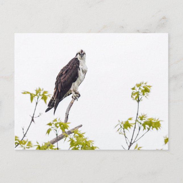 Carte Postale Staring Osprey (Devant)