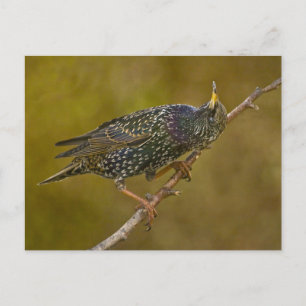 Carte Postale Starling