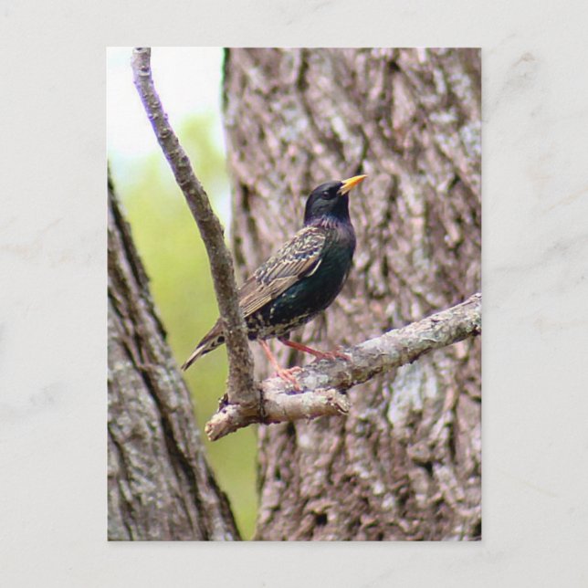 Carte Postale Starling Bird Photo (Devant)
