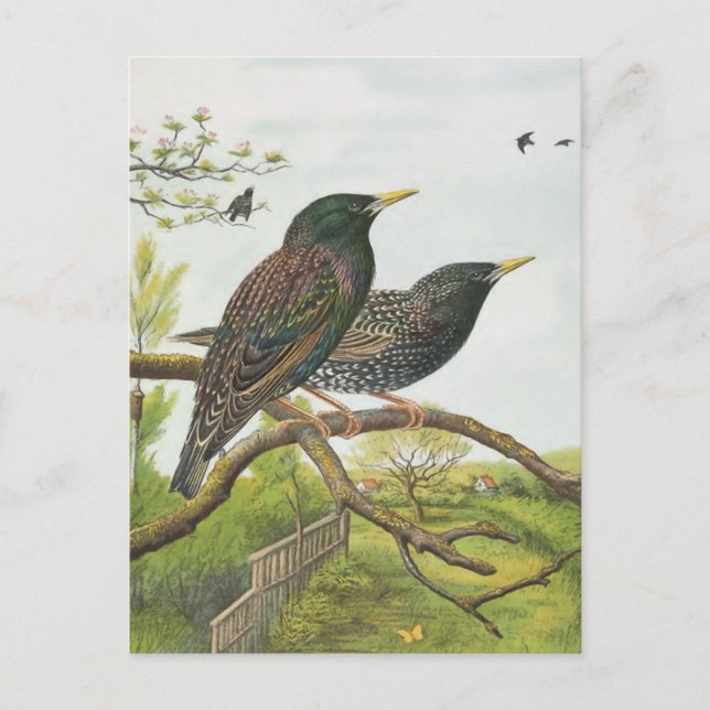 Carte Postale Starling commun (Devant)