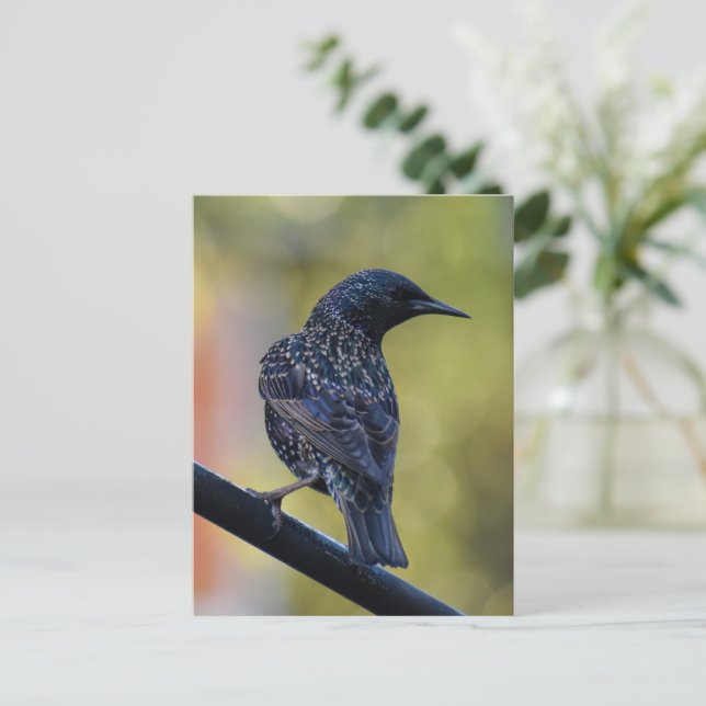 Carte Postale Starling européen (Debout devant)