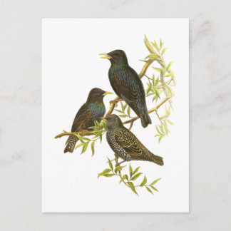 Carte Postale Starling européen