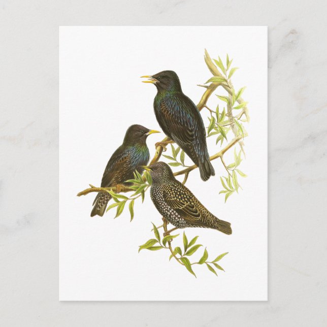 Carte Postale Starling européen (Devant)