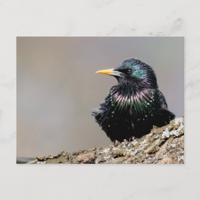 Carte Postale Starling européen Iridescendant (Devant)
