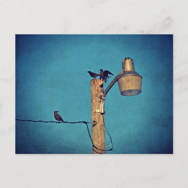 Carte Postale Starlings (Devant)