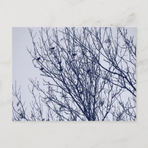 Carte Postale Starlings dans un arbre