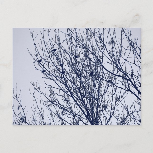 Carte Postale Starlings dans un arbre (Devant)