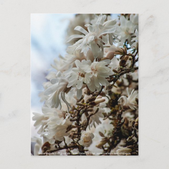 Carte Postale Starry Magnolia 5871 (Devant)