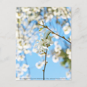 Carte Postale Starry Magnolia 6490