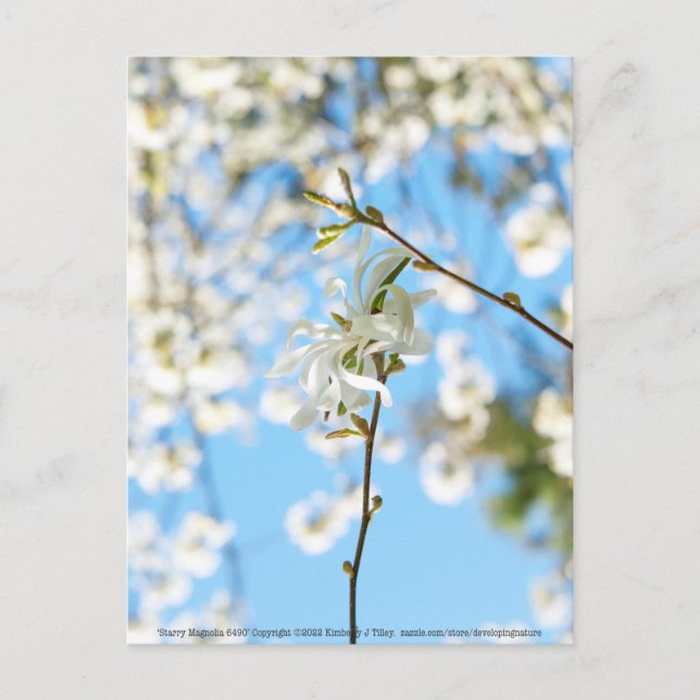 Carte Postale Starry Magnolia 6490 (Devant)