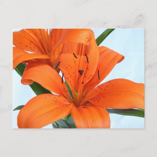 Carte postale Starttton Orange Tiger Lily (Devant)