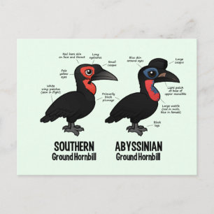 Carte Postale Statistiques de la Hornbil terrestre
