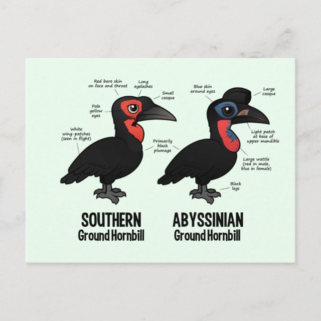 Carte Postale Statistiques de la Hornbil terrestre (Devant)