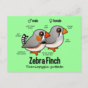 Carte Postale Statistiques Zebra Finch