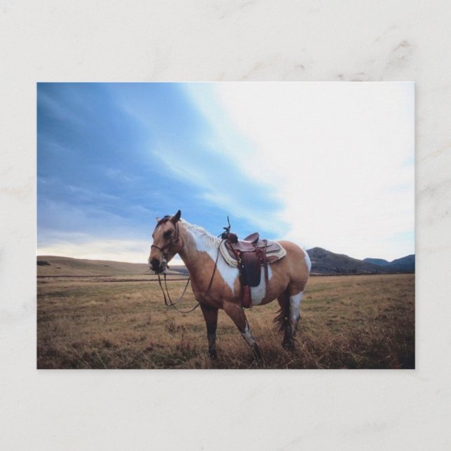 Carte Postale Steed fiable (Devant)