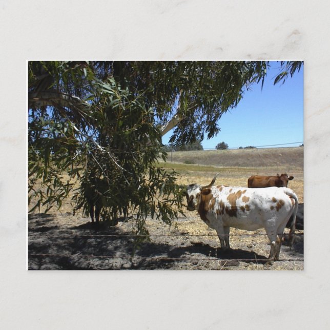 Carte postale : Steer under tree in Paso Robles, C (Devant)