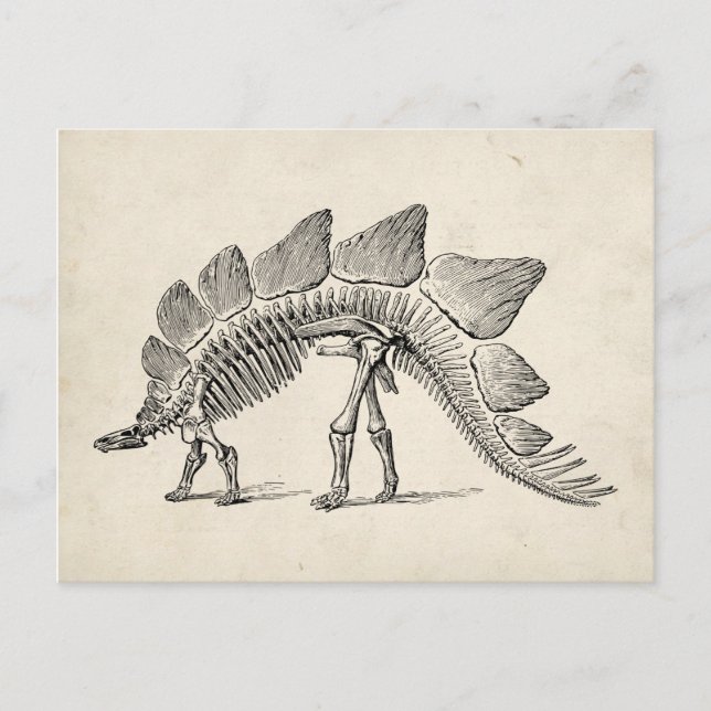Carte Postale Stegosaurus Dinosaure Squelette Fossile (Devant)