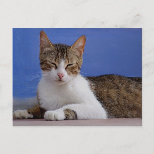 Carte postale Stella Cat (Devant)
