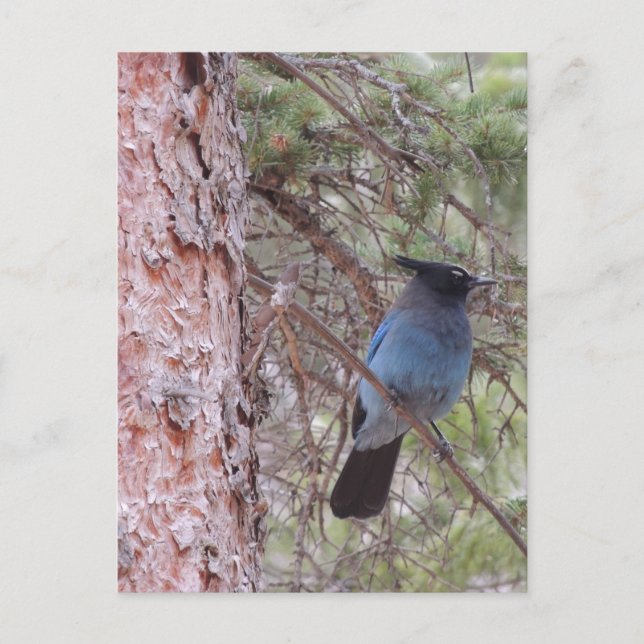 Carte Postale Stellars Jay (Devant)
