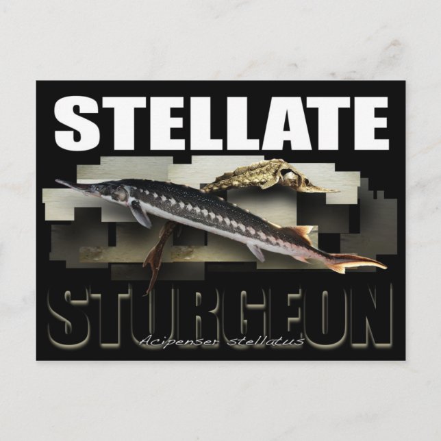 Carte postale Stellat Sturgeon 3D (Devant)