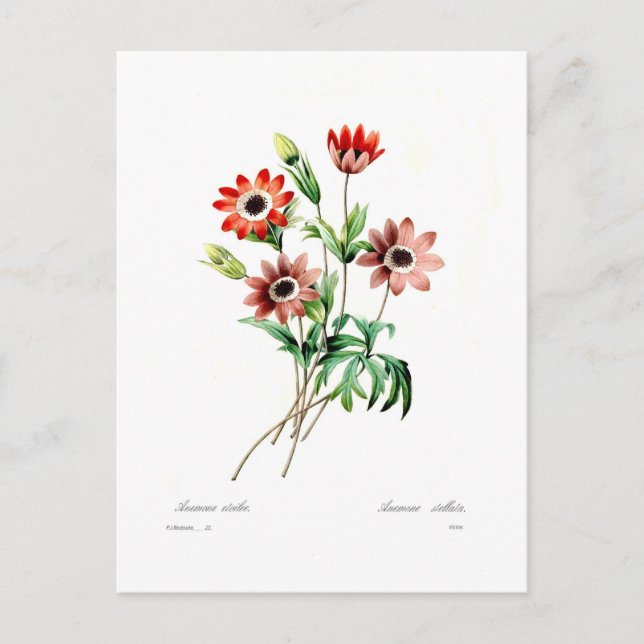 Carte Postale Stellata (Devant)